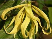 Κρυσταλλικά Spray