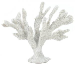 Κοράλλι άσπρο και μαύρο