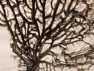 Κοράλλι άσπρο και μαύρο